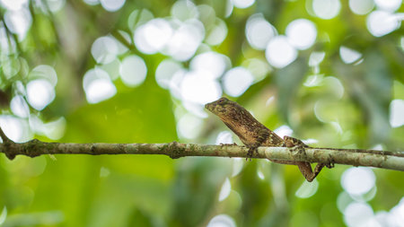 Small tree lizard on branch in Nicaragua in Central America