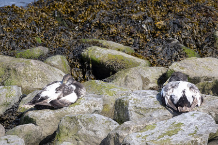 Two Juvenile Eider seaduck at the coast of wadden island Texel in The Netherlandsの写真素材