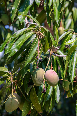 Mango tree with fresh mangos