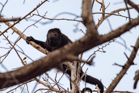 Mantled howler monkey in tree in Costa Rica central Americaの写真素材