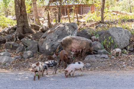 Pig family walking along the road at Ometepe island in Nicaragua Central Americaの写真素材
