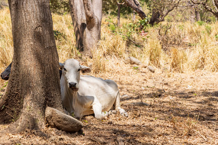 White cow along the road at Ometepe island in Nicaragua Central Americaの写真素材