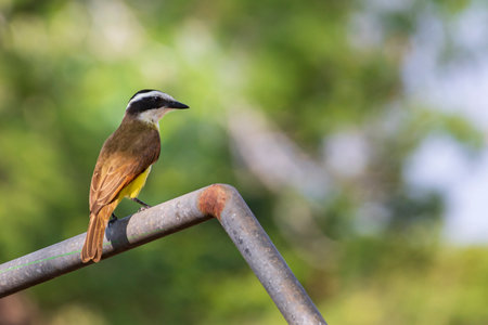 A bird commonly found in Monteverde cloud forest reserve in Monteverde, Costa Rica