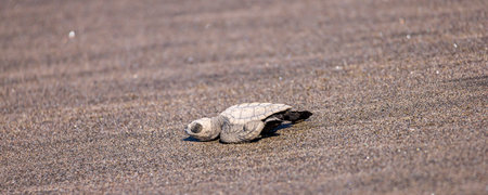 View of newborn baby hawksbill sea turtle (Eretmochelys imbricata) released from turtle shelter at...