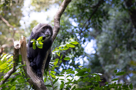 Manyara or blue monkey in tree during Safari in Arusha National Park in Tanzania East Africa