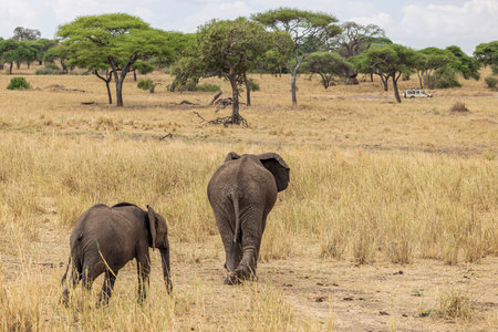 Back side Migrating group of African Elephants in Tarangire National Park in Tanzania East Africaの写真素材