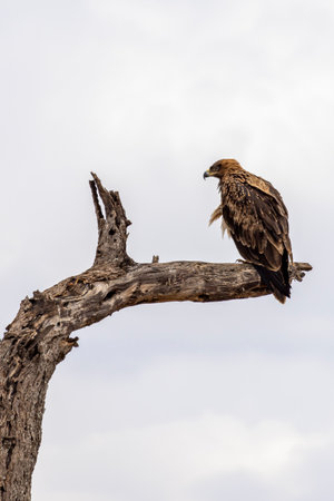 Tawny eagle (Aquila rapax) bird of prey perched in dead tree top branche in Tarangire National Park...
