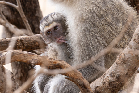 Velvet monkey mother with her bay drinking milk in Tarangire National Park in Tanzania East Africa
