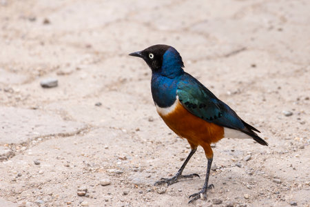Tricolor starling (Lamprotornis superbus) or Superb Starling in Serengeti in Tanzania East Africaの写真素材