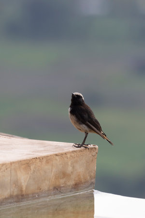 Male Red-rumped wheatear or buff-rumped wheatear (Oenanthe moesta) at Safari lodge in Serengeti in...