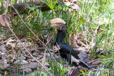 Silvery-cheeked hornbill (Bycanistes brevis) in the forest of Lake Manyara National Park in Tanzania East Africaの写真素材