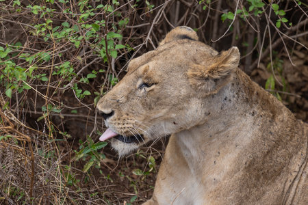 One female Lion resting along the dirt road at Lake Manyara National Park in Tanzania East Africaの写真素材