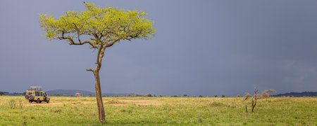 Safari tourists on game drive with Jeep car in Serengeti National Park in beautiful landscape scenery during rainy season, Tanzania, East Africaの写真素材