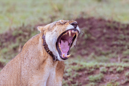 Yawning female lion in Tanzania, East Africaの写真素材