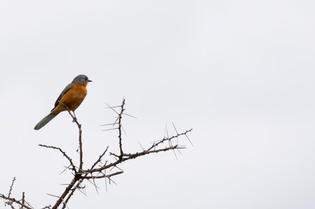 High key image of Silverbird (Empidornis semipartitus) in tree top Serengeti in Tanzania, East...