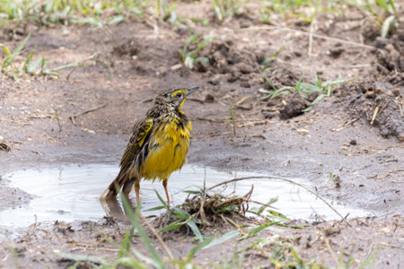 Female Yellow-throated longclaw (Macronyx croceus) taking a bath in a little mud pool In Serengeti in Tanzania, East Africaの写真素材