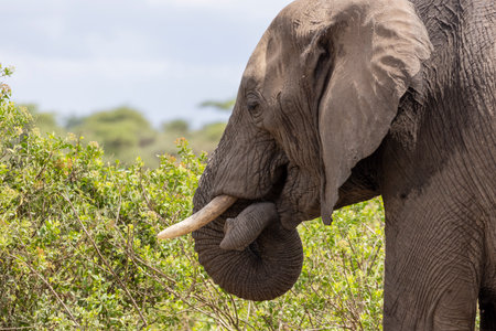 Big Bull elephant in his mouth in Serengeti in Tanzania, East Africa