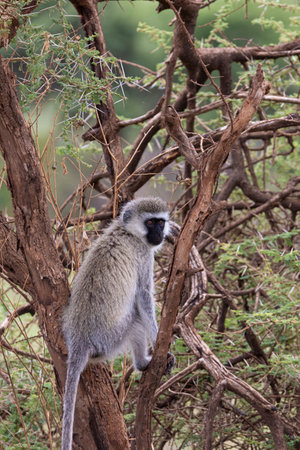 Vervet monkey (Chlorocebus pygerythrus) in tree In Serengeti in Tanzania, East Africaの写真素材