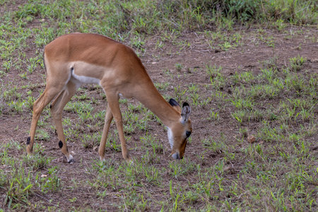 Female Grant Gazelle (Nanger granti) looking for food in woodland in Serengeti in Tanzania, East Africaの写真素材