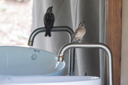 Female Kenya sparrow (Passer rufocinctus) looking in mirror in Serengeti in Tanzania, East Africaの写真素材