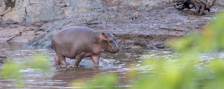 Hippo (Hippopotamus) coming back to the Retima hippo pool in the early morning in Serengeti in...