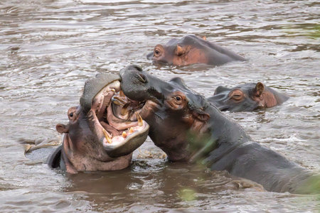 Hippo (Hippopotamus) fighting in Retima hippo pool in the center of Serengeti in Tanzania, East Africaの写真素材