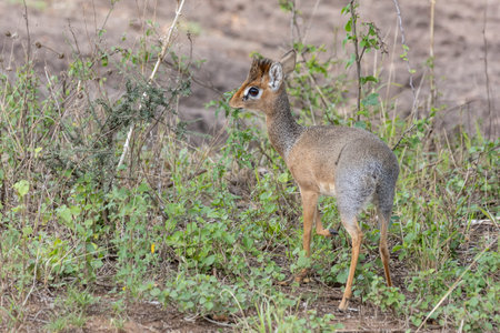 Safari in Serengeti in Tanzania, East Africaの写真素材