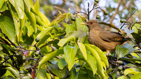 Clay colored thrush (Turdus grayi) in Monteverde cloud forest reserve in Monteverde, Costa Ricaの写真素材