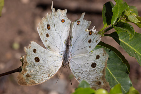 Beautiful Forest or Common mother-of-pearl (Protogoniomorpha parhassus) on white flowers of coffee plant in garden of Arusha Tanzania in East Africaの写真素材