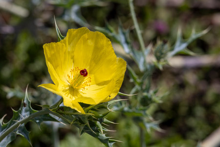 Beautiful Yellow bloom Mexican prickly poppy (Argemone mexican) also known as Mexican poppy, Mexican prickly poppy, flowering thistle, cardo, and cardosanto in Tanzania East Africaの写真素材