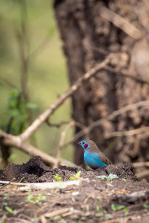 Red-cheeked cordon-bleu (Uraeginthus bengalus) in Arusha Tanzania in East Africaの写真素材