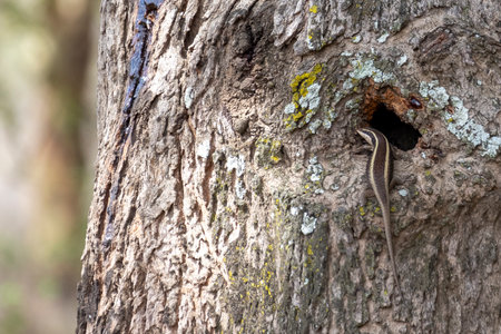 African striped skink (Trachylepis striata) climbing in treeの写真素材