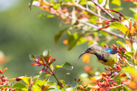 Variable sunbird also called Yellow-bellied sunbird (Cinnyris venustus) looking for nectar in firebush in garden of Arusha lodging in Tanzania in East Africaの写真素材