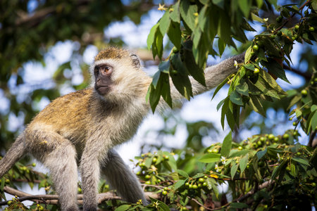 Vervet monkey (Chlorocebus pygerythrus) eating berries in Arusha national Park in Tanzania East...