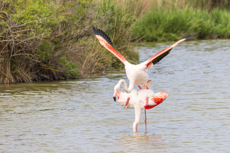 Mating Greater Flamingo (Phoenicopterus roseus) in Ornithological park of Pont de Gau in Camargue regional national park in Saintes Maries de la Mer in Franceの写真素材