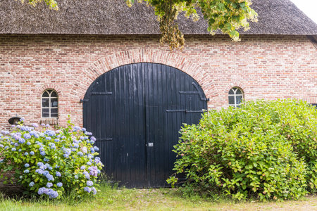 Green Wooden stable door and blooming Hortensia of pictoresque traditional farmhouse with thatched...