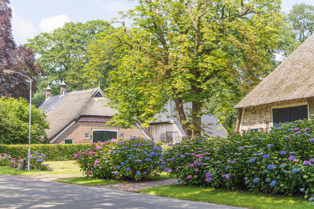Pictoresque traditional farmhouse with thatched roofs in Gees al little village in Drenthe The Netherlandsの写真素材