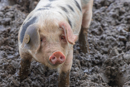 Baby Spotted Bentheimer pig enjoying themselves outdoor in the mudの写真素材