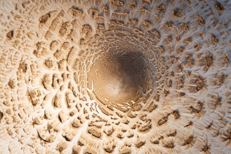 Large parasol mushroom (Macrolepiota procera) growing in grass land during autumnの写真素材