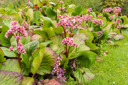 Beautiful pink Bergenia cordifolia or also called Badan (Saxifragaceae,) in full bloom during spring in castle garden of Verhildersum in The Netherlandsの写真素材