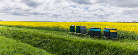 Beehives at yellow Rapeseed field in full bloom in Oldambt in Groningen The Netherland