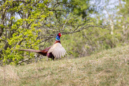 Male pheasant walking in the dunes of Schiermonnikoog The Netherlandsの写真素材