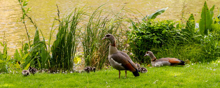 Nile goose (Alopochen aegyptiaca) father with his chicks resting along a canal in Leiden The Netherlandsの写真素材