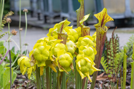 Blooming Sarracenia Flava flowers and trumpets in Hortus Botranicus in Leiden The Netherlands