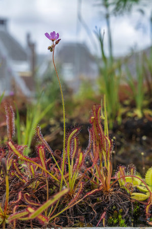 Close-up of Drosera species, carnivorous plantの写真素材