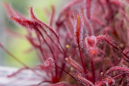 Close-up of Drosera species, carnivorous plant
