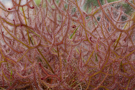 Close-up of Drosera species, carnivorous plantの写真素材