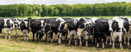 Black and white Dutch Holstein cows side by side waiting in grassland