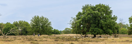 Hijken, The Netherlands - May 31, 2025: Cycling along sheep in nature reserve Hijkerveld near Hijken en Laaghalen in municipality Midden-Drenthe in Drenthe The Netherlandsの写真素材