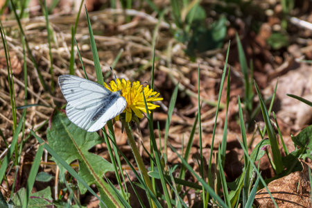 Cabbage white (Pieris rapae) sitting on dandelionの写真素材
